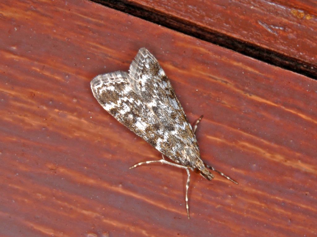 Crambidae - Identificazione: Eudonia sudetica